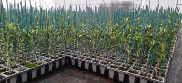 Recortes de Bamboo
